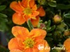 Sidabražolė krūminė 'Orang'issima' (lot. Potentilla fruticosa) Sidabražolė krūminė 'Orang'issima' (lot. Potentilla fruticosa)
